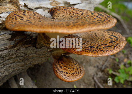 Tre Driadi sella di funghi che crescono su di un registro di caduti in una Toronto foresta del parco Foto Stock