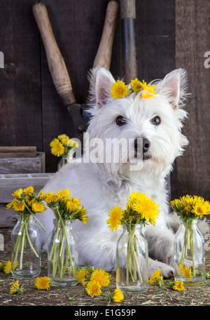 Un grazioso piccolo cane bianco tra i fiori in un granaio. Foto Stock