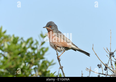 Western subalpini trillo - Sylvia cantillans Foto Stock