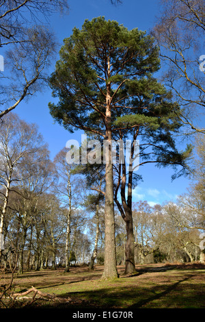 Solitario di pino silvestre - Pinus sylvestris, Matley legno, New Forest National Park, Hampshire Foto Stock