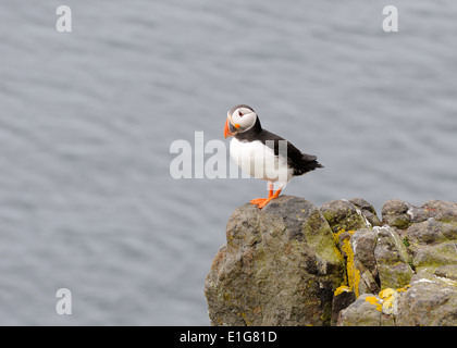 Una singola puffin in piedi sul bordo di una roccia alta sull'Isola di maggio, Scozia. Foto Stock