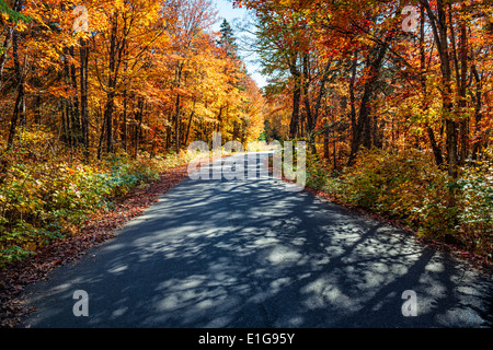 Strada d'autunno con lunghe ombre colorate in autunno foresta. Algonquin Provincial Park, Ontario, Canada. Foto Stock