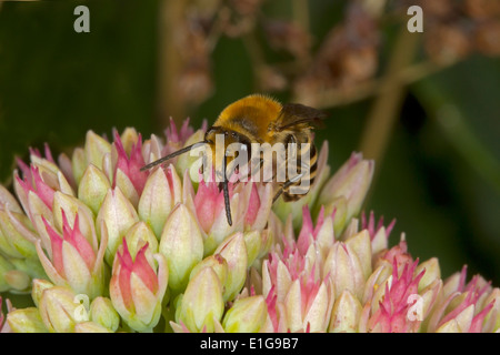 Ivy Bee - Colletes hederae - Maschio alimentazione su sedum. Foto Stock