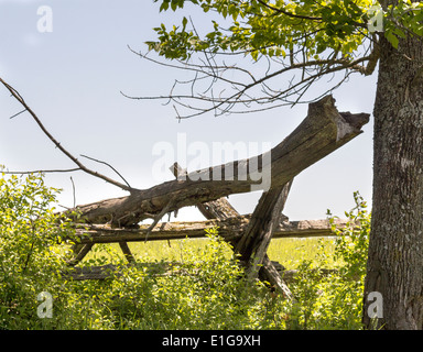 Albero caduto il ramo attraverso split rail recinzione cedro in agriturismo Foto Stock