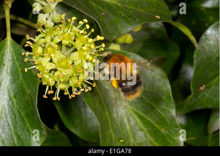 Carda comune Bee - Bombus pascuorum su Ivy. Foto Stock