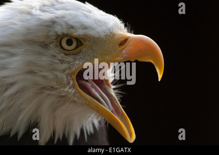 Bald Headed Eagle headshot (prese in condizioni controllate) Foto Stock