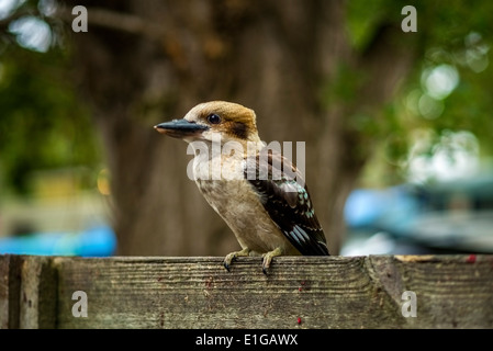 Uccello di Kookaburra Foto Stock