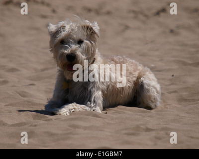 Scruffy piccolo cane bianco sulla spiaggia, Devon, Regno Unito Foto Stock