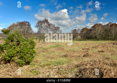 Matley Heath nella nuova foresta vicino a Lyndhurst, Hampshire Foto Stock