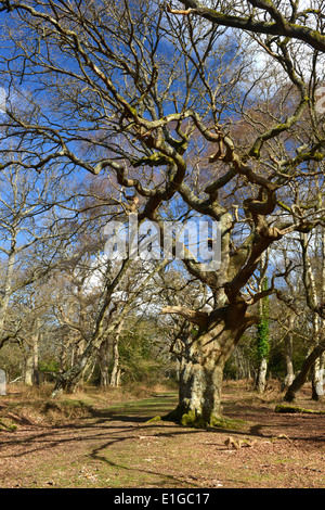 Antica Quercia Matley legno, New Forest National Park vicino a Lyndhurst, Hampshire Foto Stock