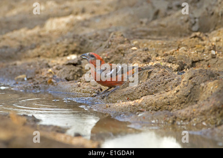 Due banditi - Crossbill Loxia leucoptera - maschio adulto di bere Foto Stock