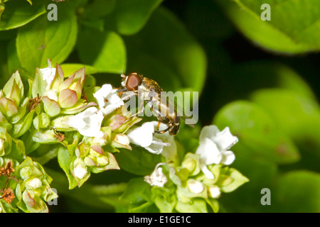 Thick-gambe - Hoverfly Syritta pipiens - maschio Foto Stock