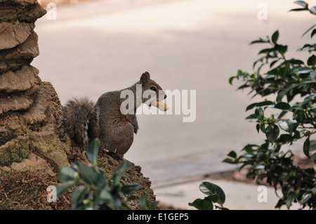 Foto di uno scoiattolo con una nocciolina nella sua bocca Foto Stock