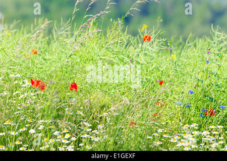 Fiori Selvatici sul prato a molla Foto Stock