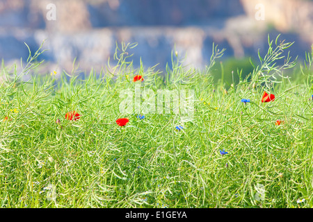 Fiori Selvatici sul prato a molla Foto Stock