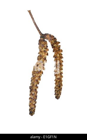 Argento Betulla Betula pendula Betulaceae Foto Stock