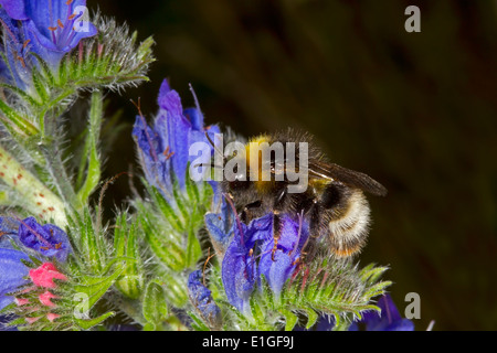 Foresta o quattro-cuculo colorati Bumblebee - Bombus sylvestris Foto Stock