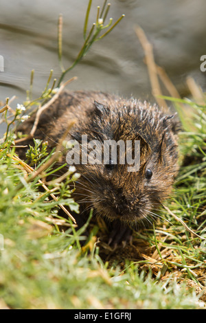 Acqua vole ( Arvicola amphibius) in erba Foto Stock