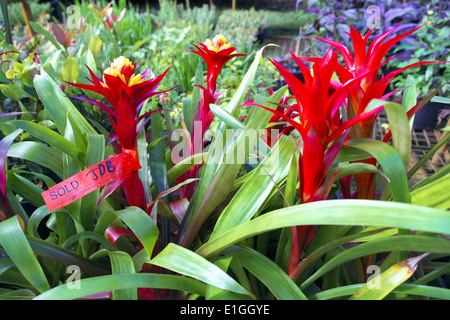 Bromeliad impianto centro giardino vicino a Terrey Hills a nord di Sydney, NSW, Australia Foto Stock