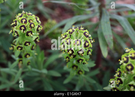 Euphorbia characias 'Perla Nera " close up di impianto Foto Stock