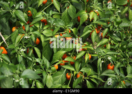 Il capsicum chinense 'Habanero' Chili Pepper Plant con frutta di maturazione Foto Stock