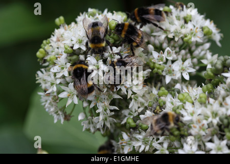 Bombus lucorum Buff tailed bumblebees tenendo il nettare da Foto Stock