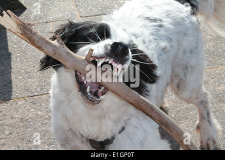 Cane tenendo un bastone nella sua bocca che mostra i suoi denti Foto Stock