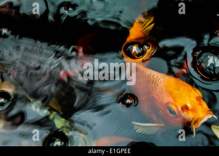 Goldfish nuotare in un stagno Foto Stock