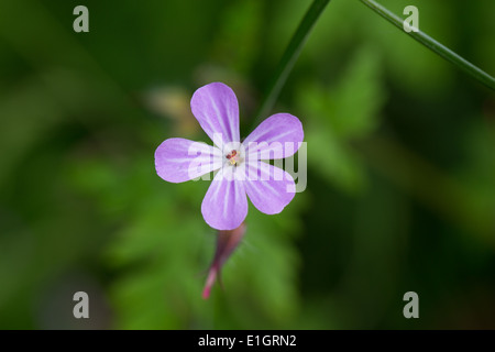 Geranium robertianum flower - Herb Robert close-up Foto Stock