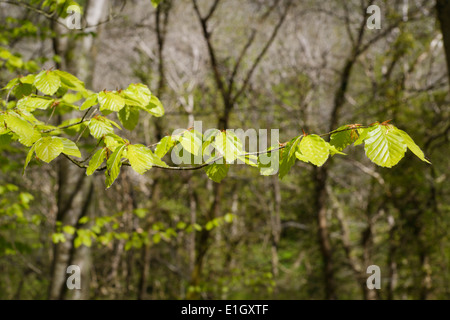 La molla fogliame di faggio europeo, Fagus sylvatica, Wales, Regno Unito Foto Stock