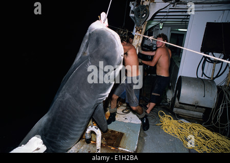 Tirando nel giant Tiger Shark (Galeocerdo cuvier) di notte - lungo la linea la pesca degli squali, Exmouth, Australia - Oceano Indiano. Foto Stock