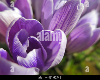 Un primo piano di un fiore di crocus viola aperto Foto Stock