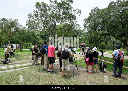 Fotografi di Daan Park, Taipei, Taiwan (fotografare i 5 colori di uccello, o Taiwan Barbet). Foto Stock