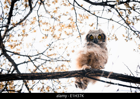 Grande cornuto Owlet (Bubo virginianus) Il peering verso il basso gli occhi gialli Sud Okanagan Valley Penticton della Columbia britannica in Canada Foto Stock