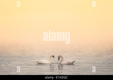 Due trumpeter swans (Cygnus buccinatore), Lago Okanagan di sunrise, Sud Okanagan Valley, Naramata, British Columbia, Canada Foto Stock