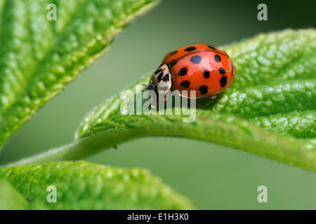 Harlequin ladybird / multicolore di Asian lady beetle (Harmonia axyridis) sulla lamina Foto Stock