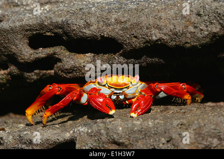 Sally Lightfoot Crab (Grapsus Grapsus), Isole Galapagos, Ecuador Foto Stock