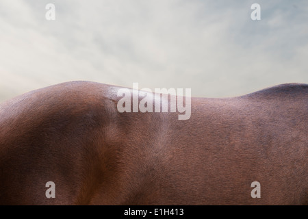 Chiudere fino alla baia di cavallo indietro e scamone Foto Stock
