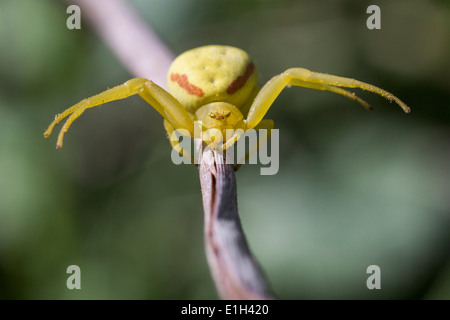 Oro ragno granchio, Misumena vatia, Marin County, California, Stati Uniti d'America Foto Stock