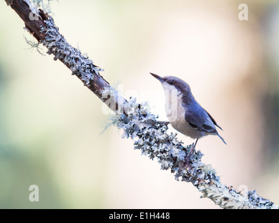 Pigmeo di picchio muratore, Sitta pygmaea, Foresta Poggi, CALIFORNIA, STATI UNITI D'AMERICA Foto Stock