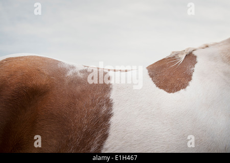 Immagine ritagliata del cavallo skewbald torna Foto Stock