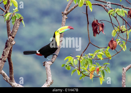 Chiglia fatturati toucan, Ramphastos sulfuratus, Minca, Magdalena, Colombia Foto Stock