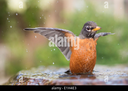 American Robin (Turdus migratorius) nel bagno di uccelli, San Francisco, California, Stati Uniti d'America Foto Stock