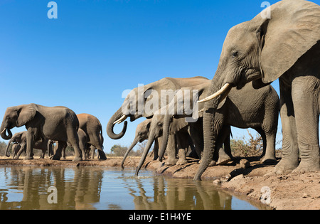 Branco di elefanti africani (Loxodonta africana) bere a Watering Hole, Riserva di Mashatu, Botswana, Africa Foto Stock
