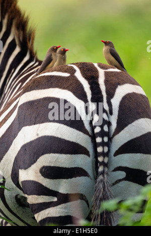 Rosso-fatturati oxpeckers (Buphagus erythrorhynchus) su burchells zebra (Equus burchelli) Back Lake Nakuru National Park in Kenya Foto Stock