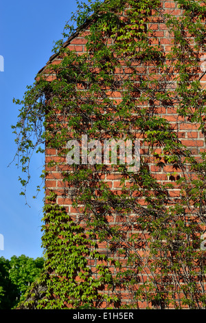 Ivy ordinaria (Hedera helix) sulla parete della Cattedrale di Koenigsberg Foto Stock