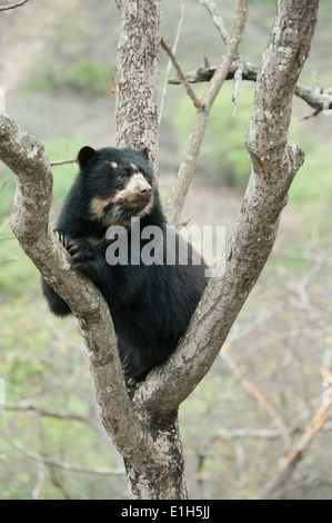 Spectacled Bear (Tremarctos ornatus) a 2 anno di età femmina, Chaparri Riserva, Lambayeque Provincia, Perù Foto Stock