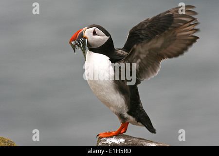 Puffin - (Fratercula arctica) che trasportano il pesce nel becco Foto Stock