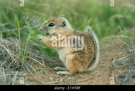 San Joaquin Antelope scoiattolo (Ammospermophilus nelsoni) in via di estinzione, Carrizo Plain monumento nazionale, California Foto Stock