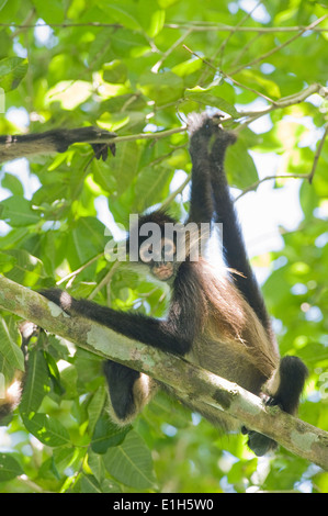 Yucatan Spider Monkey (Ateles geoffroyi yucatanensis), Calakmul Riserva della Biosfera, la penisola dello Yucatan, Messico Foto Stock